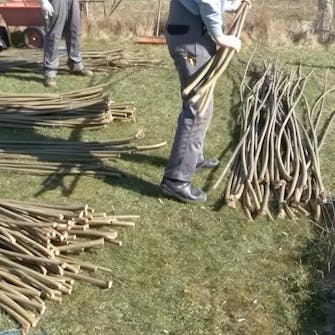 pilekviste pilekviste